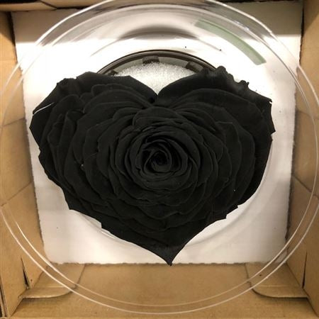 Erhaltung schwarzes Rosenherz in einer Geschenkbox