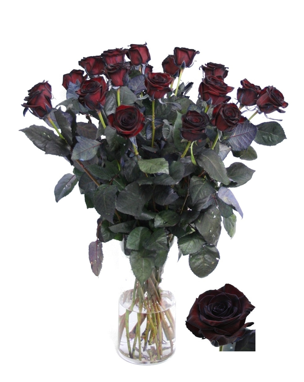 Schwarze Rosen große blühende schwarz bemalte Rosen