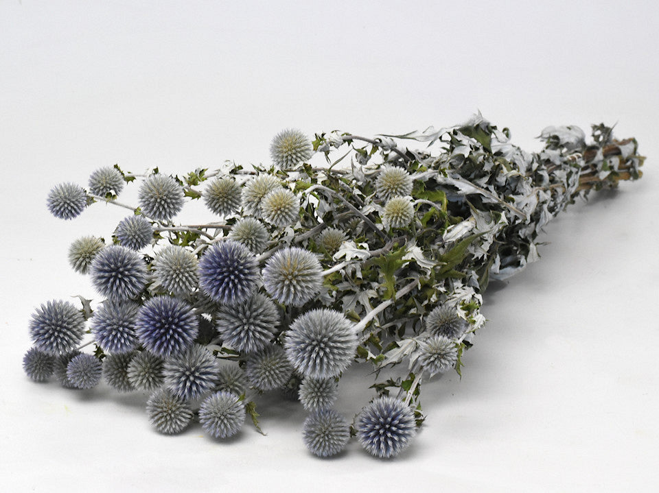 Echinops 70 cm