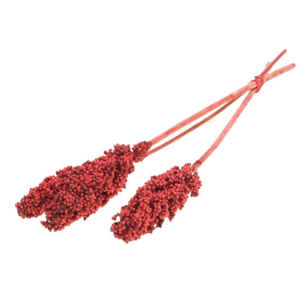 Indian Corn Red dried