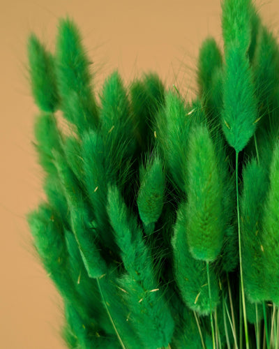 Gedroogde lagurus ovatus – groen