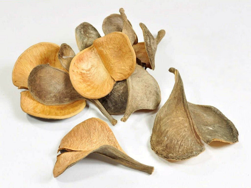 Elefantenohr-Doppel 10-18 cm