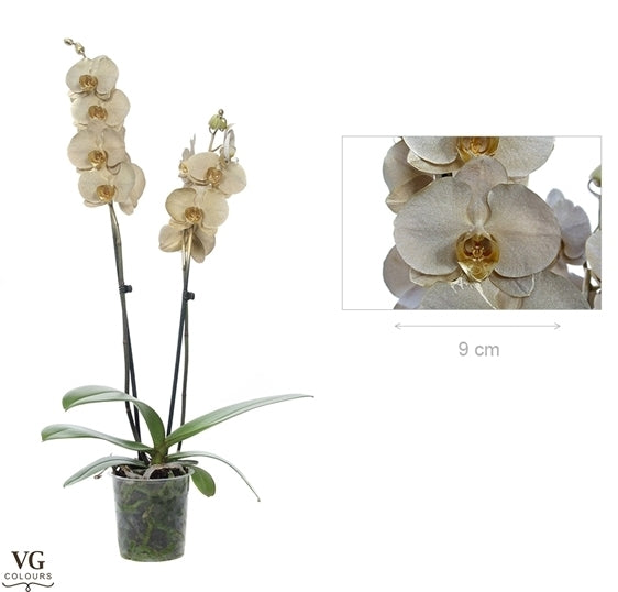 Phalaenopsis en or métallique peint avec 2 branches