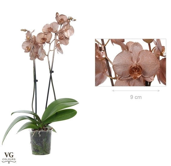 Cuivre métallique phalaenopsis peint avec 2 branches
