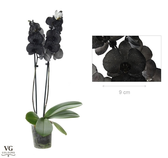 Phalaenopsis noir métallique peint avec 2 branches