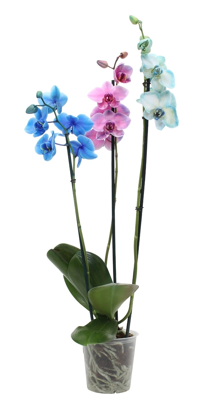 Phalaenopsis Carnival mit 3 Zweigen gemalt