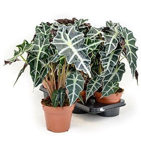 Alocasie im Kultifter