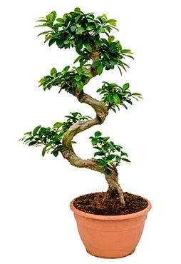 Ficus Microcarpa Compacta im Kultivierungsglas