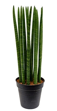 Sansevieria direkt im Kultivierungsglas