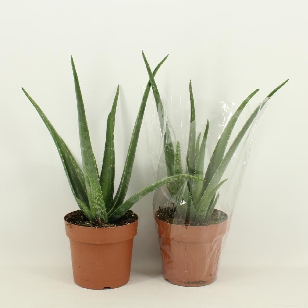 Aloe vera dans le pot de culture