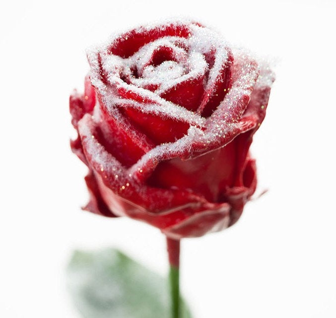 Wachsrosen Bouquet rot mit Sneeuw Laagje