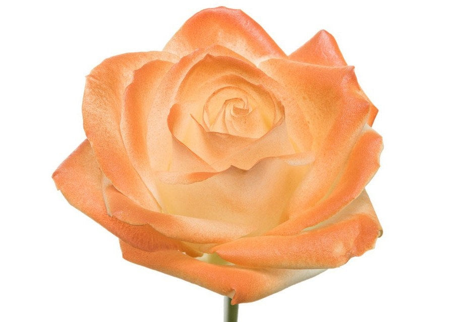 Blumenstrauß langer weißer Rosen mit Orangenröte