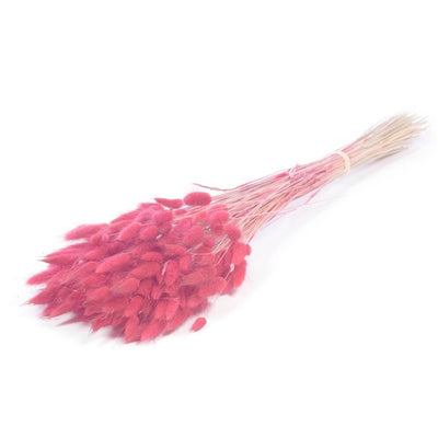 Gedroogde lagurus ovatus - donker roze