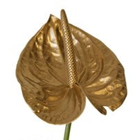 5 or Anthurium