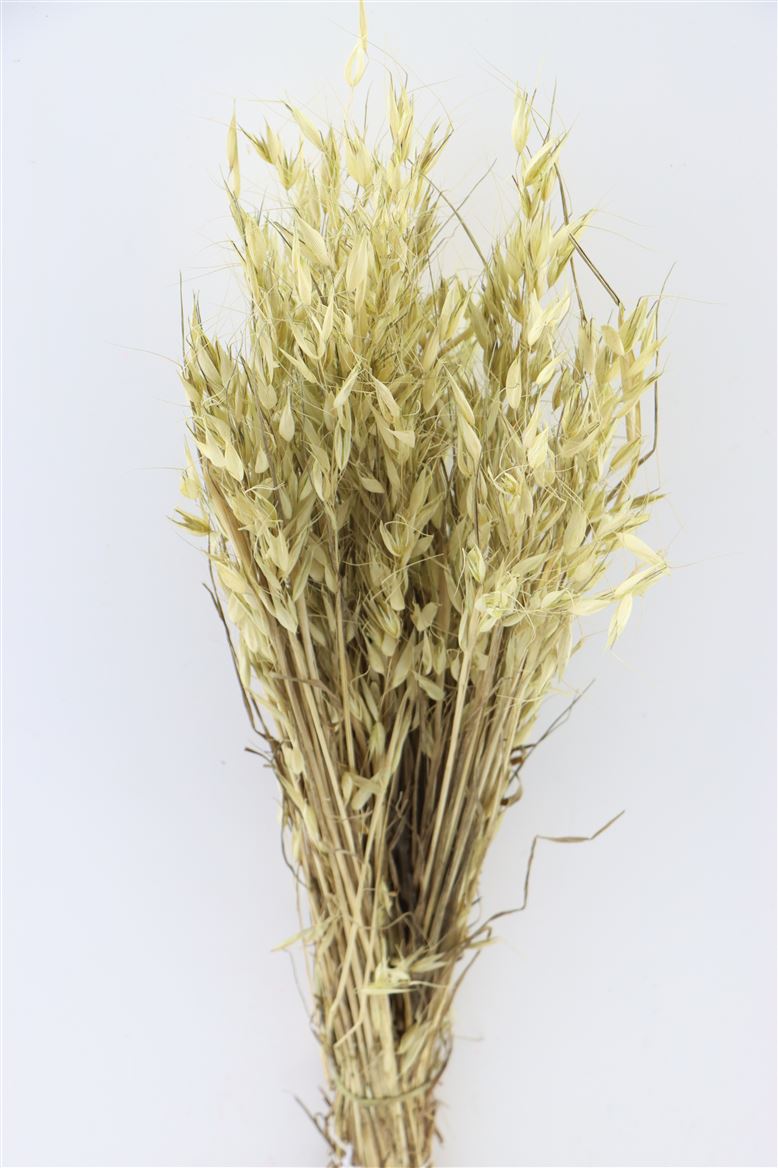 Dried Wild Avena (oats) Light green