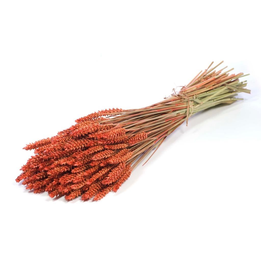 Dried Wheat Dark Orange (Triticum)