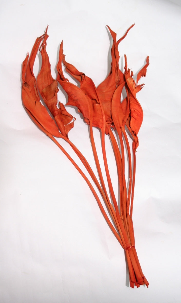 Strelizia Blatt getrockneter Orange