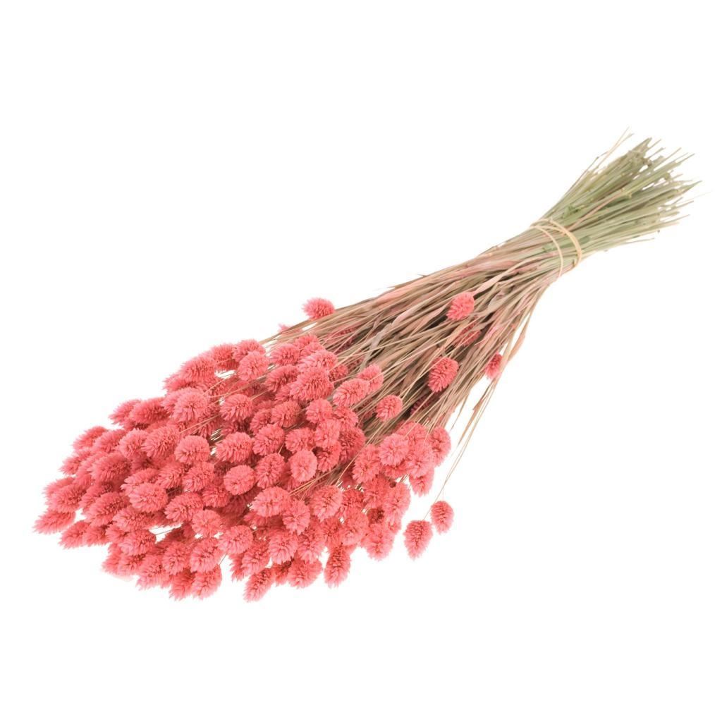 Gedroogde phalaris (kanariegras) – roze