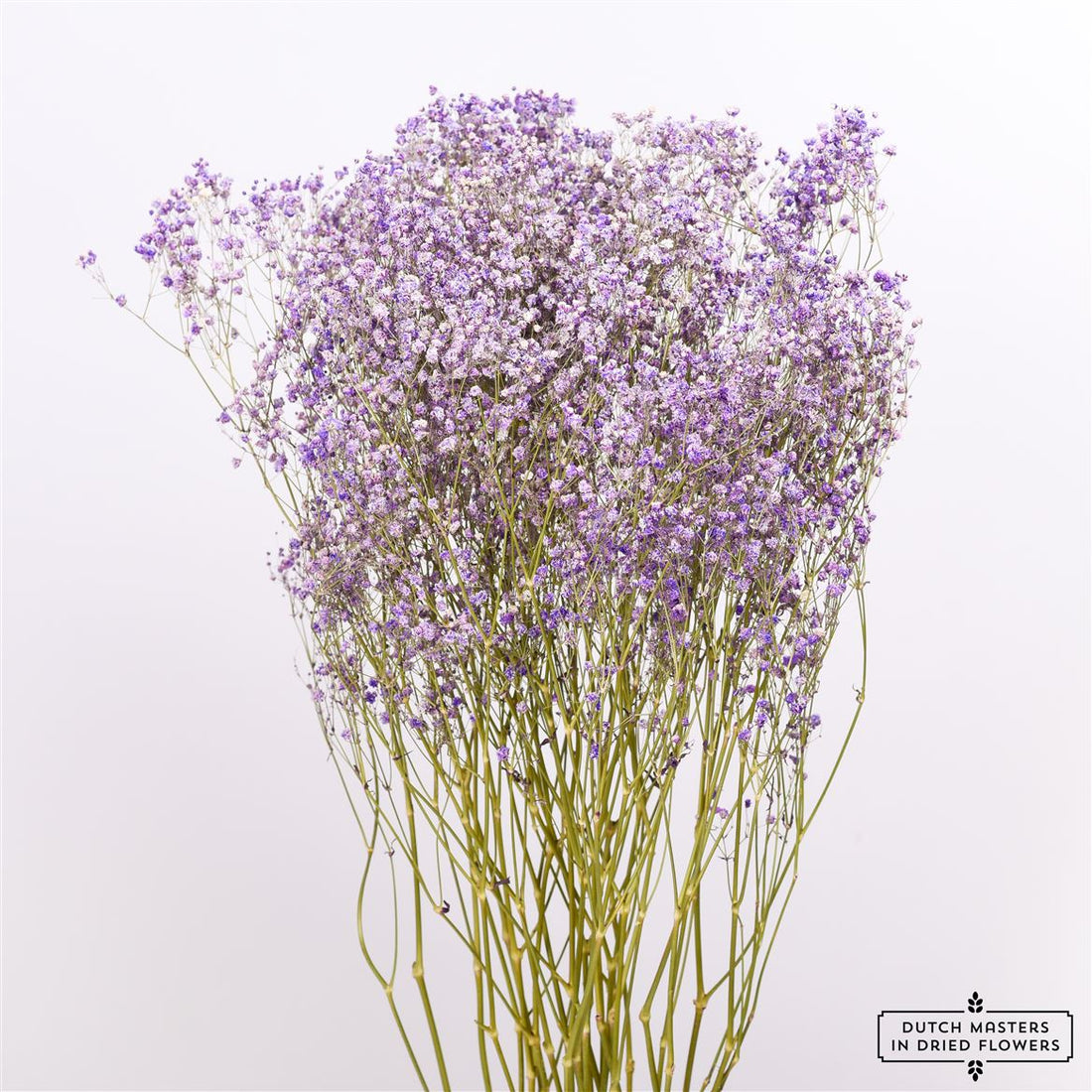 Gypsophila lilac getrocknet (Gypsum)