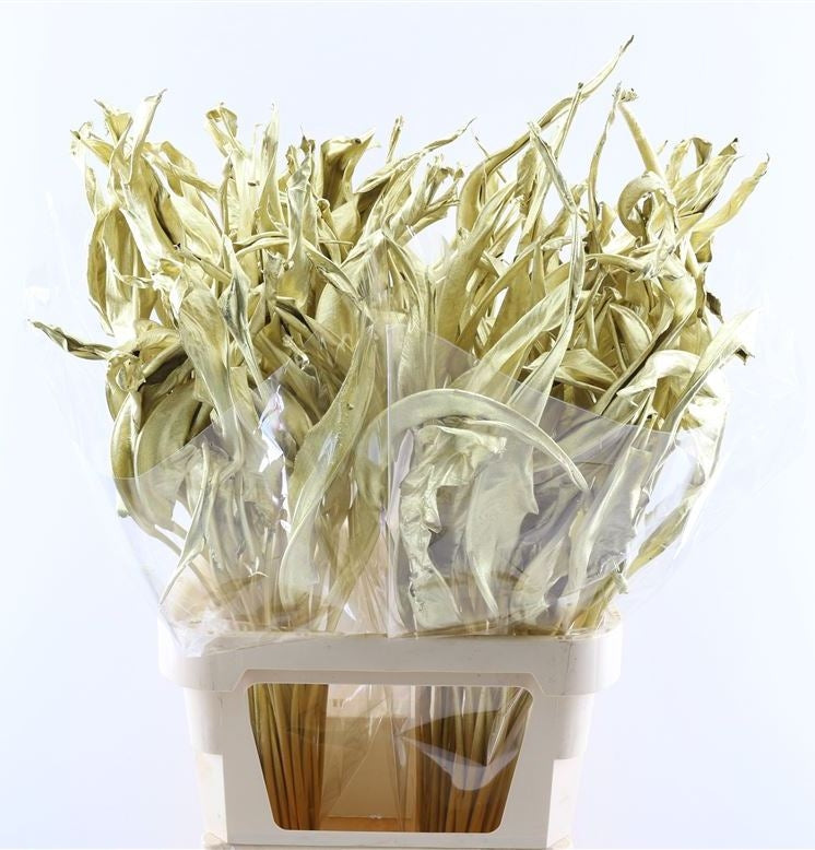 Strelizia leaf dried gold colored