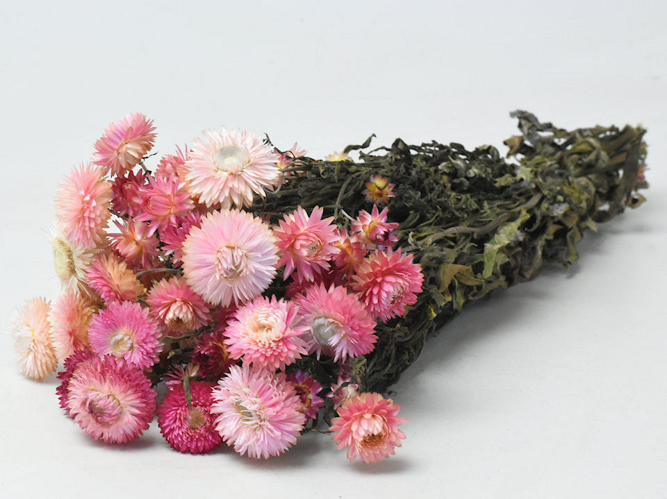 Helichrysum pink 45cm