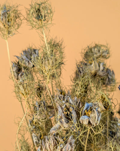 Nigella séché bleu