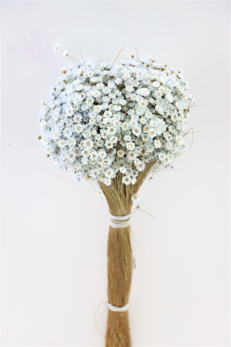 Glixia (Sternblume) getrocknetes hellblau natürlich