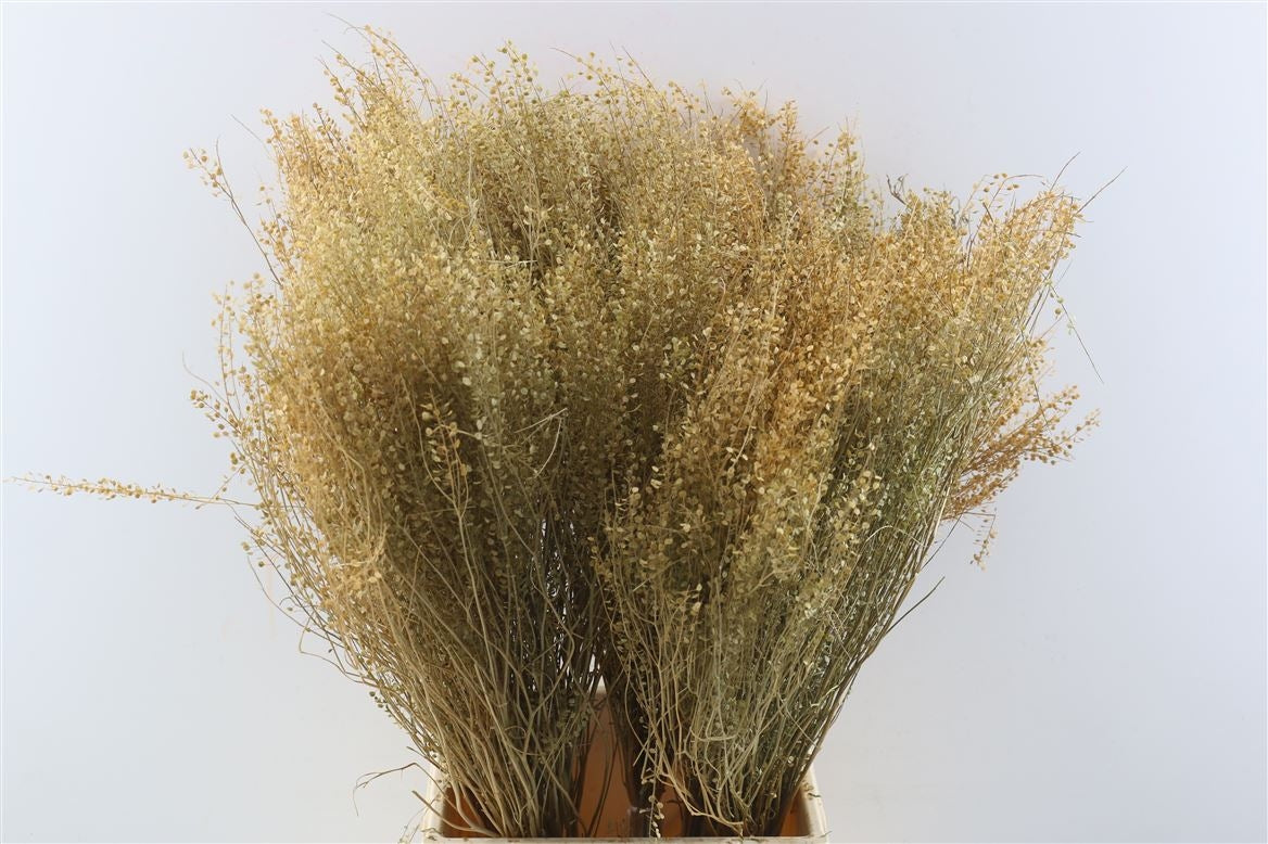 Lepidium 100 grams dried