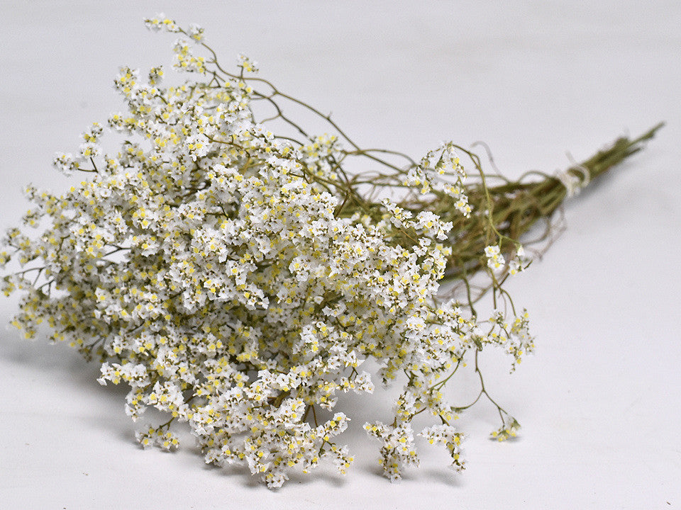 Dried Limonium Diamond White