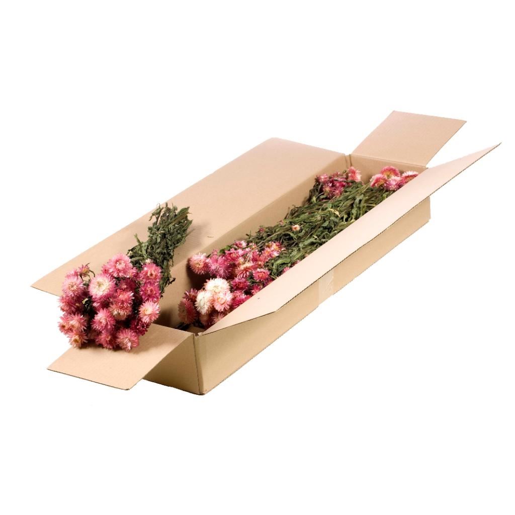 Gedroogde Helichrysum roze