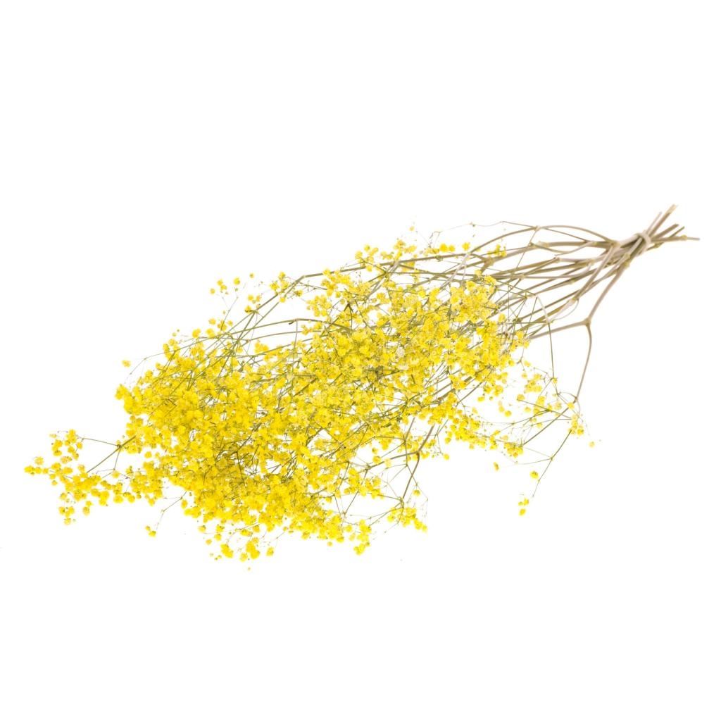 GIPSPRAID (Gypsophilia) painted yellow dried