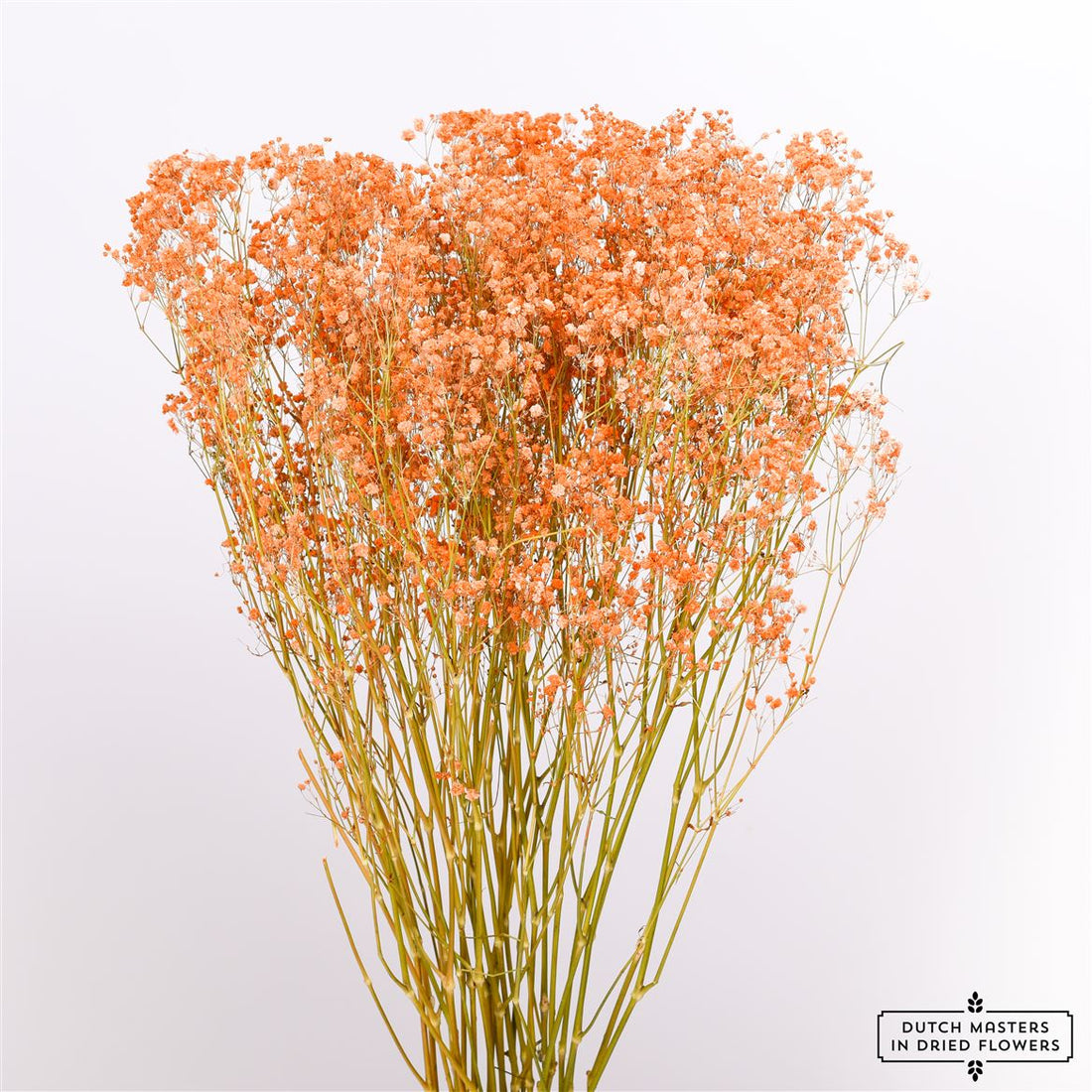 GIPSPRAID (Gypsophilia) orange dried