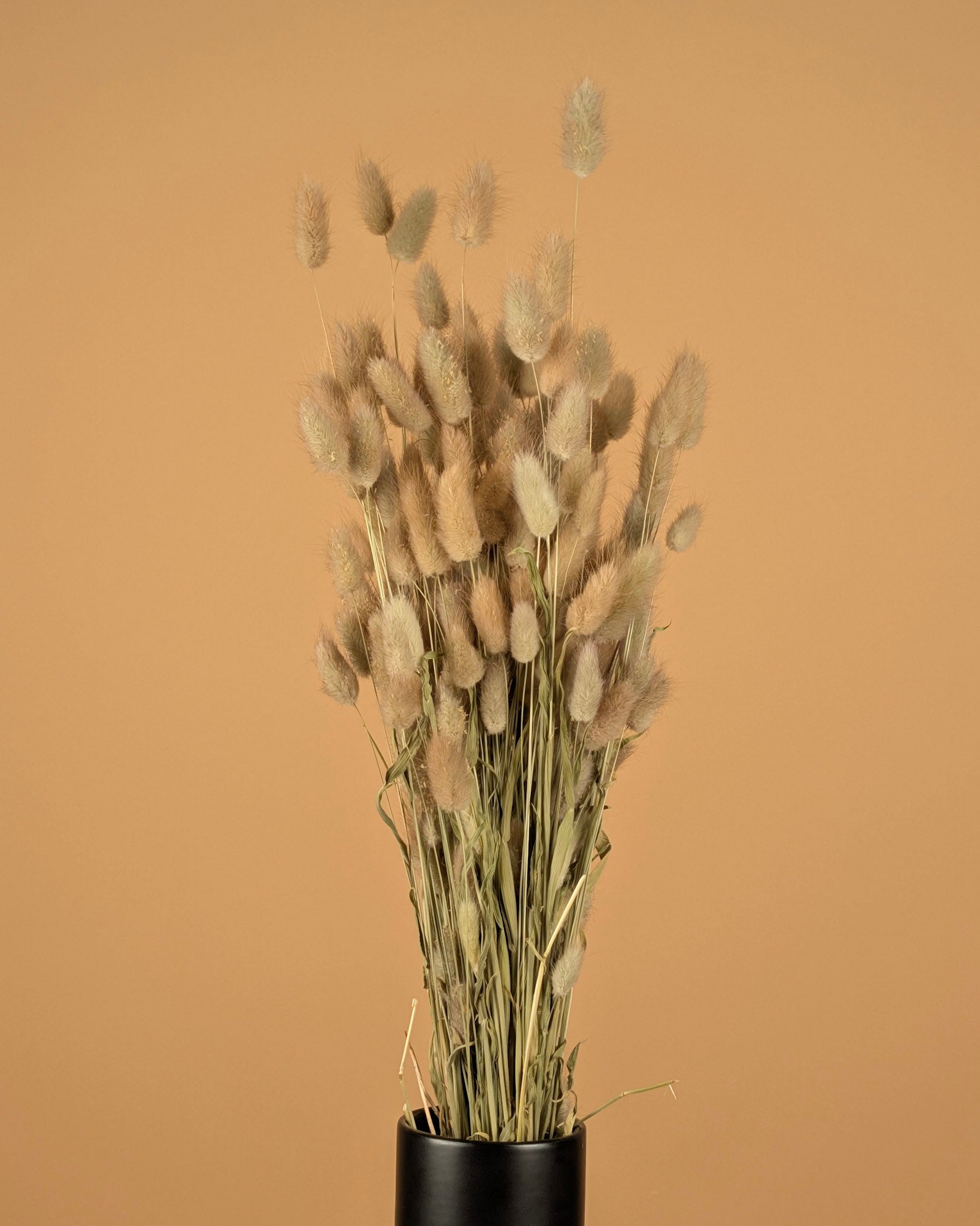 Gedroogde lagurus ovatus (hazenstaart) – naturel