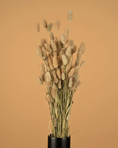 Gedroogde lagurus ovatus (hazenstaart) – naturel