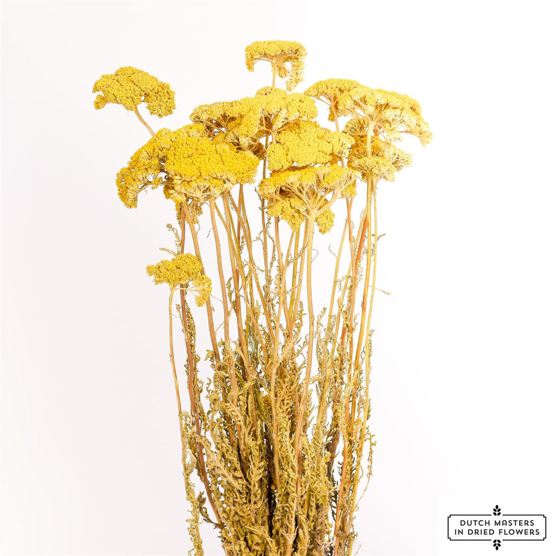 Achillea séché jaune