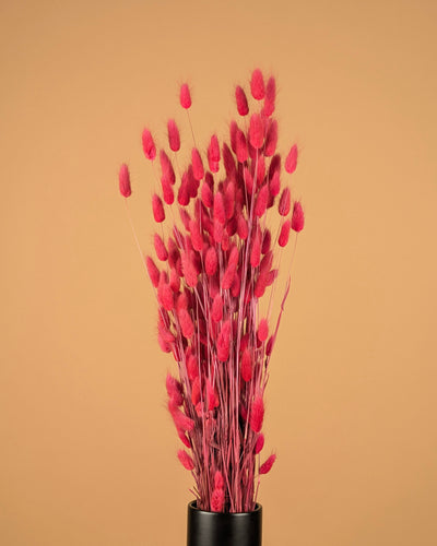 Gedroogde lagurus ovatus - donker roze