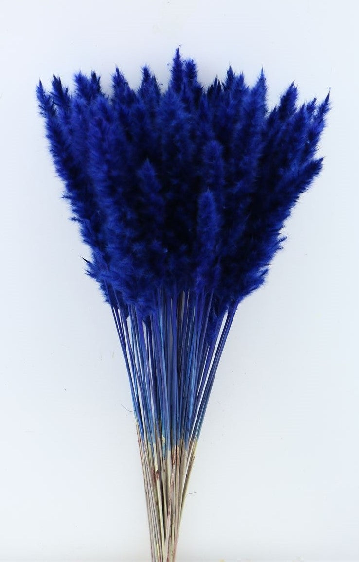 Flyffy pampas (miscanthus) pluimen blau