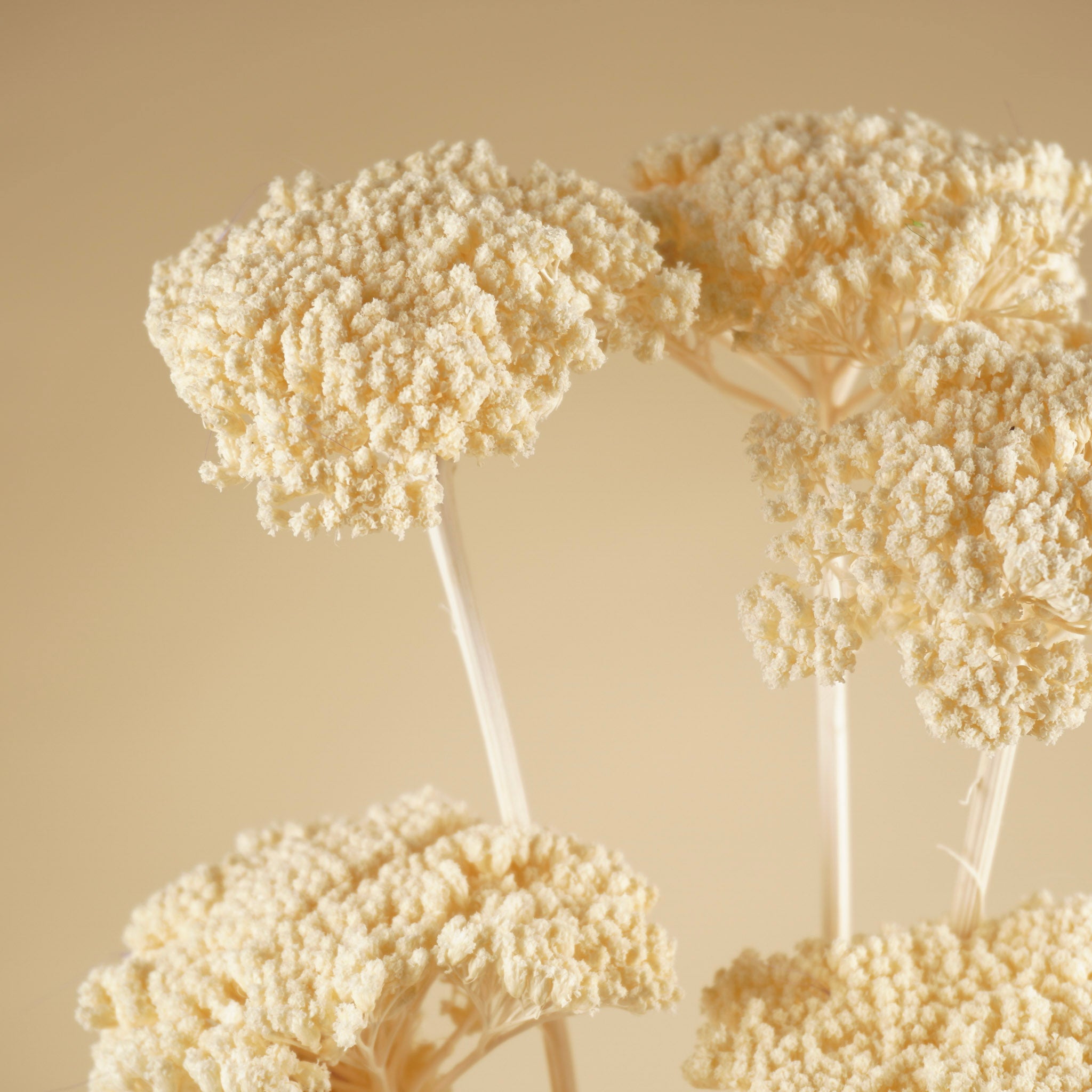 Gedroogde achillea parker – gebleekt