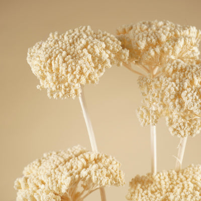 Gedroogde achillea parker – gebleekt