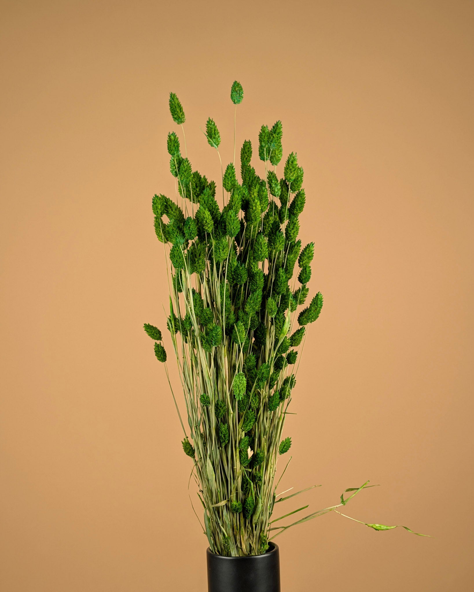 Dried Phalaris colored spring green