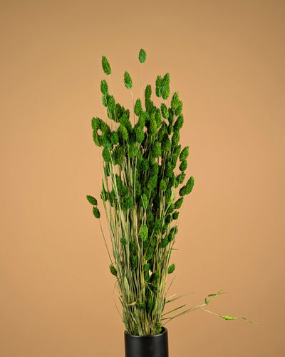 Getrocknete Phalaris farbige Frühlingsgrün