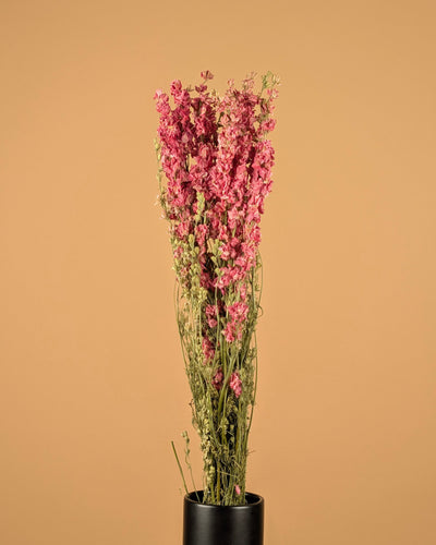 Delphinium séché (Ridderspoor) rose