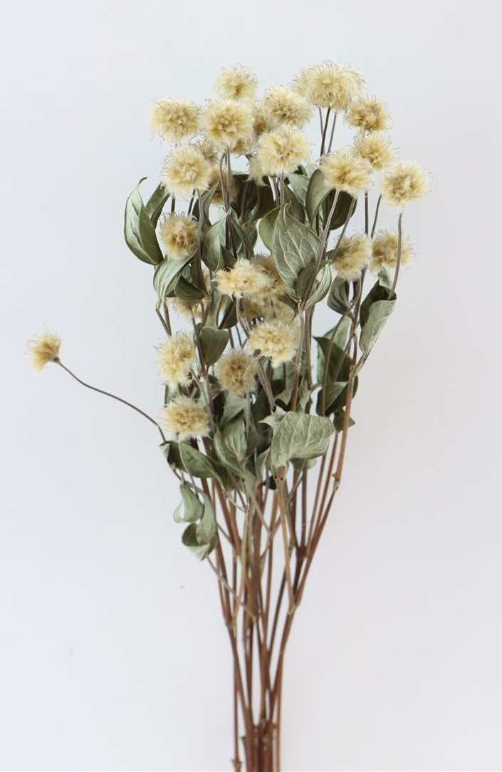 Clematis Amazing Kibo Rome dried