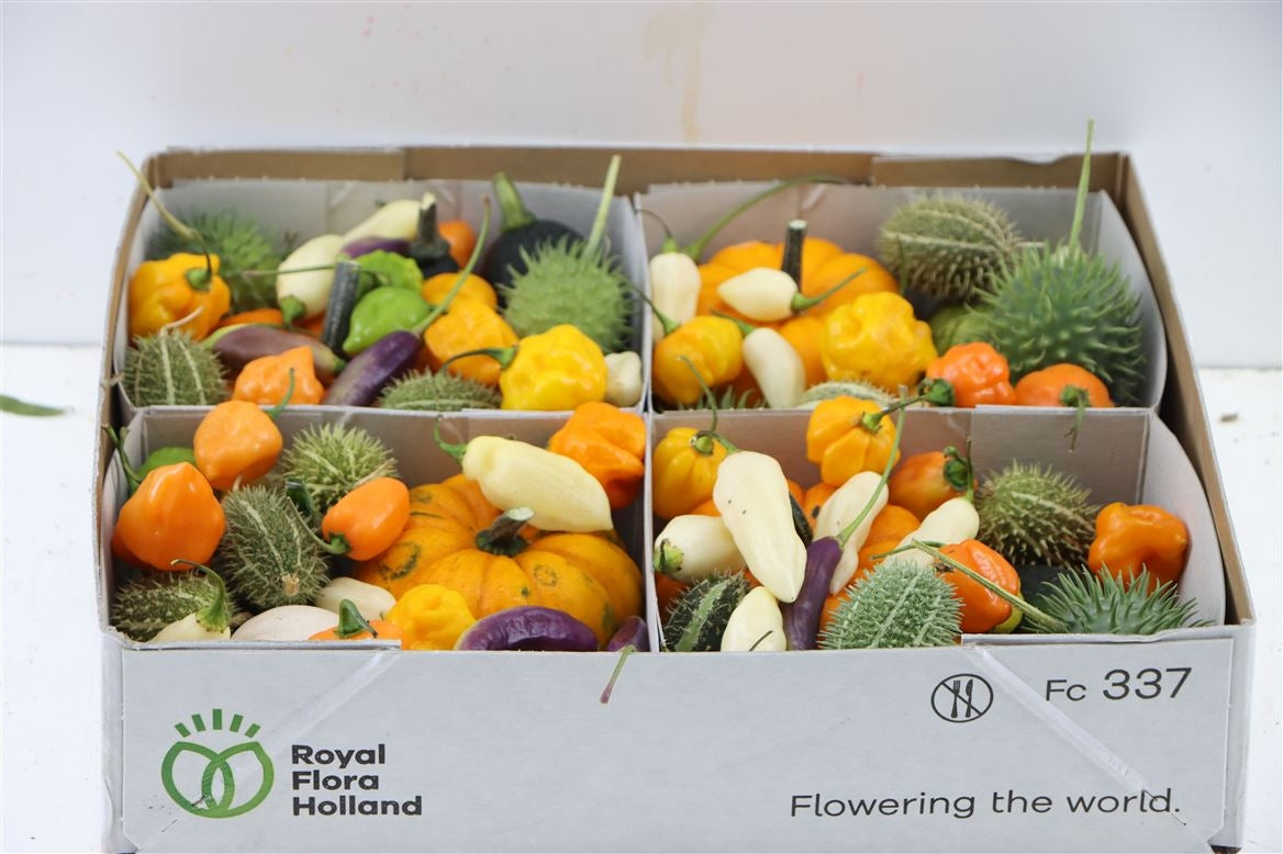 Sier Cucumis groen witte mix