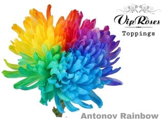 10 chrysanthemum decorative painted Antonov Rainbow