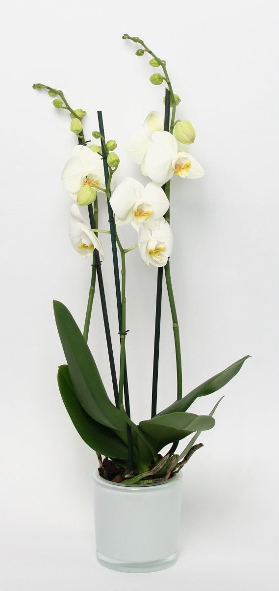 Phalaenopsis wit 3 takken in een witte glaspot