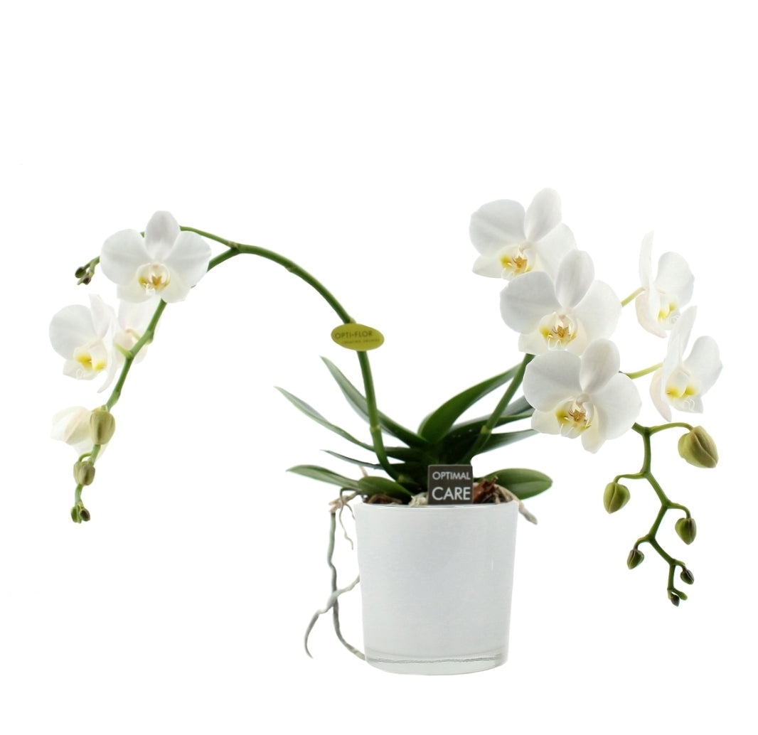 Phalaenopsis blanc artisto 2 branches dans un endroit en verre blanc