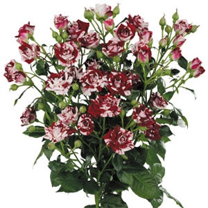 Bouquet Bicolor Trosrozen Length 60 cm