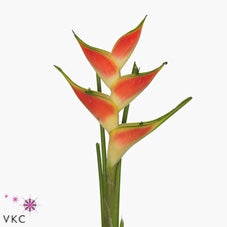 3 Heliconia Blumen