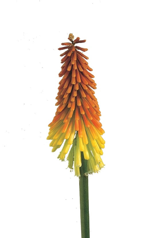 10 Kniphovia